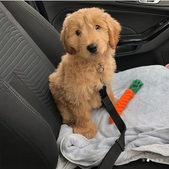 DOGS SEAT BELT ADAPTER. HOOKS TO HARNESS OR COLLAR. ADJUSTABLE. - Picture 3 of 6